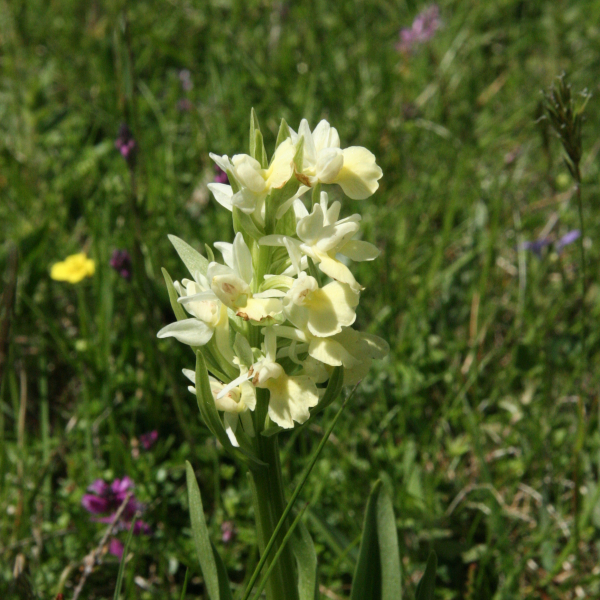 Dactylorhiza insularis